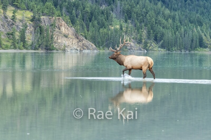 Water Walker-Traditional Photo