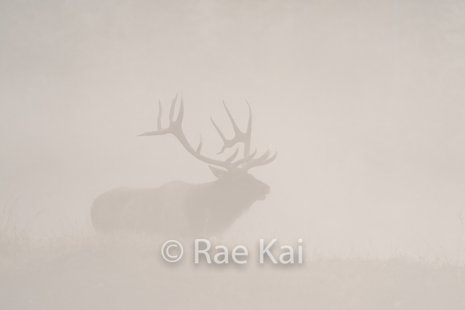 Disappearing Elk-Traditional Photo