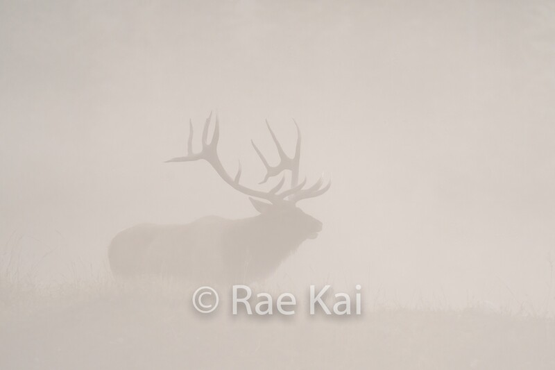 Disappearing Elk-Traditional Photo