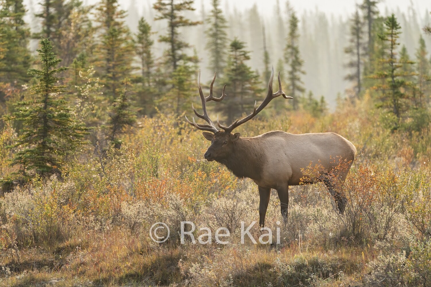 Tundra Elk-Traditional Photo
