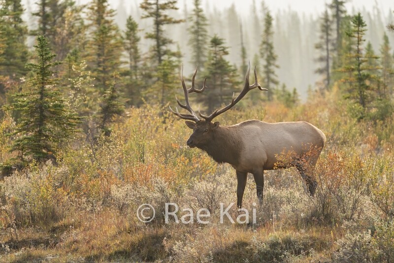 Tundra Elk-Traditional Photo