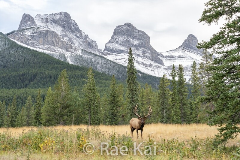 Three Sisters Bull-Traditional Photo