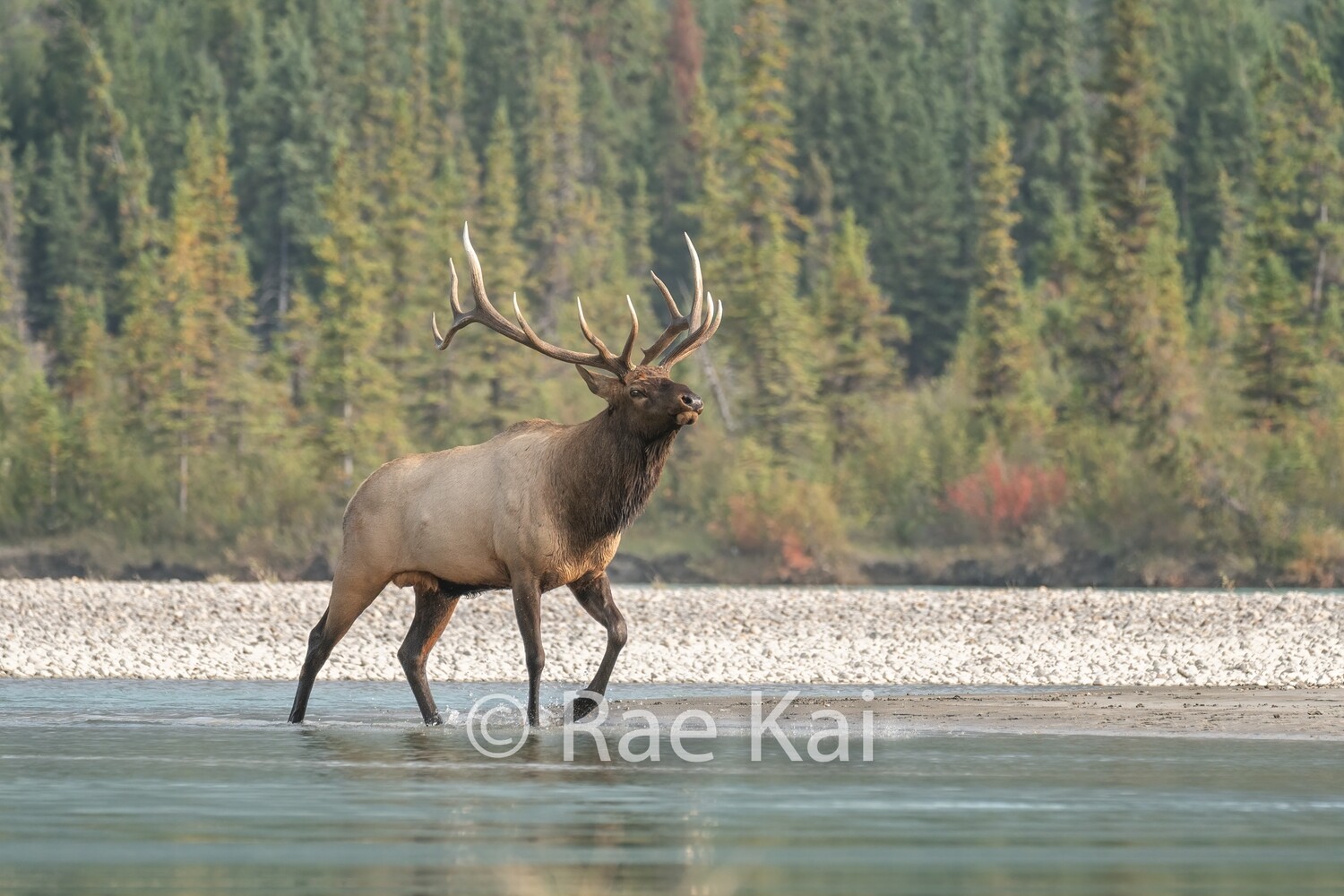 River Strut-Traditional Photo