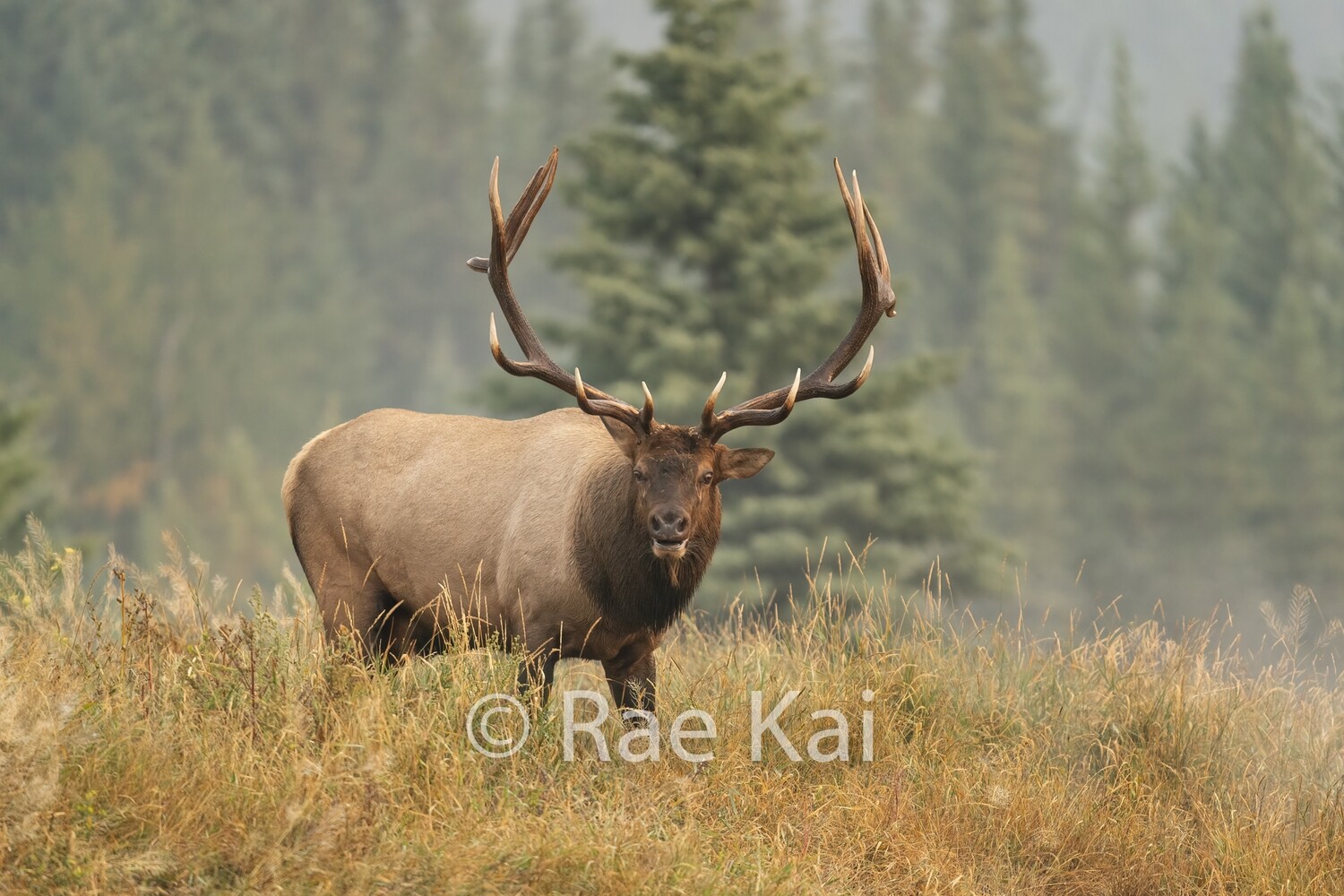 On the Lookout-Traditional Photo
