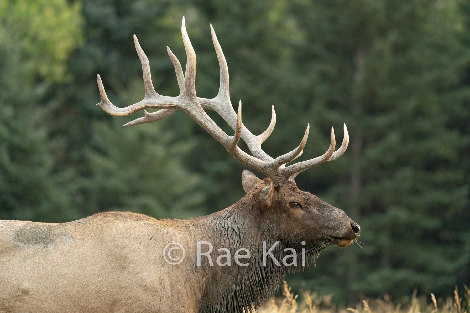 Antler Portrait-Traditional Photo