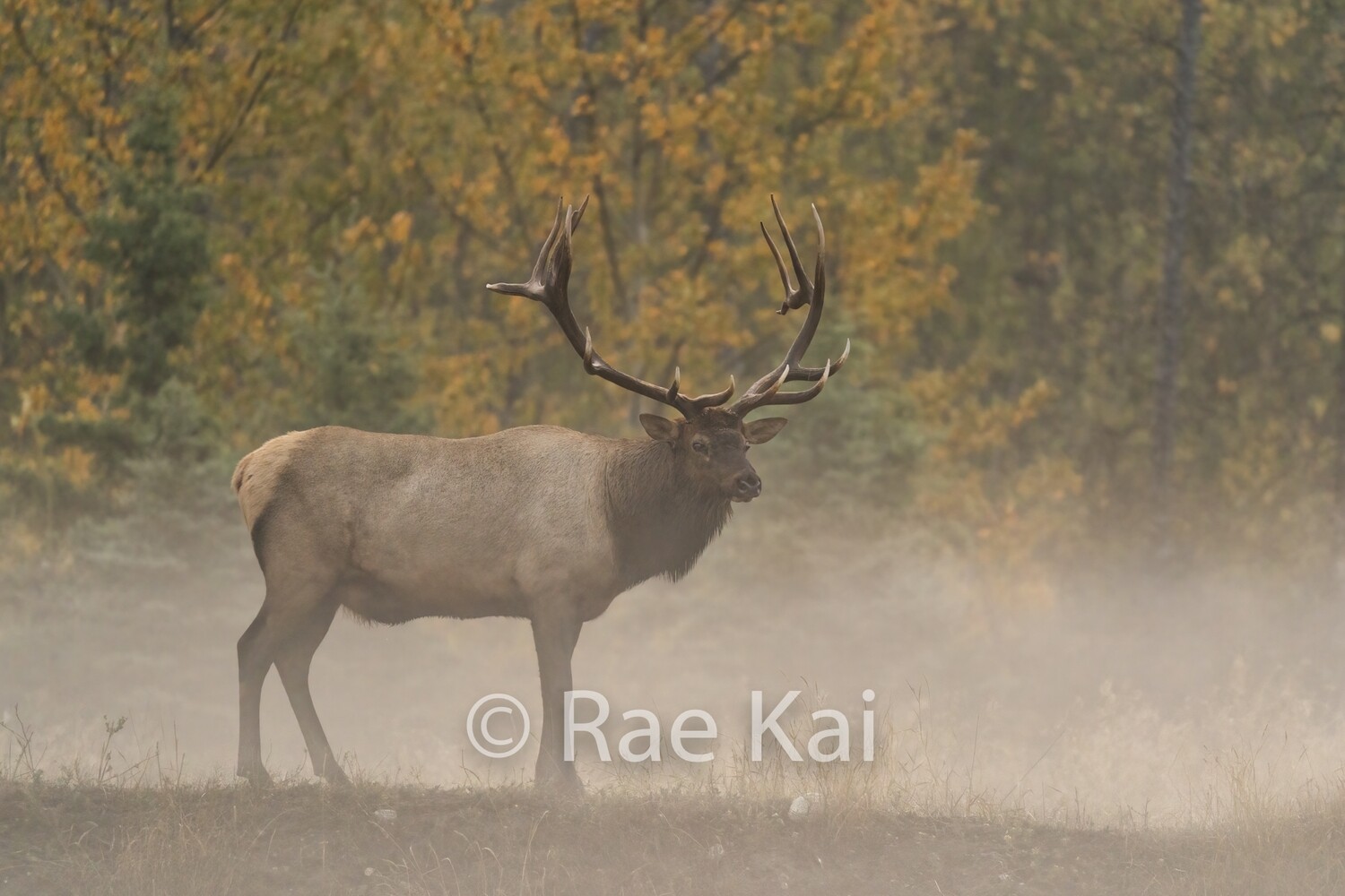 Moody Fall Morning-Traditional Photo