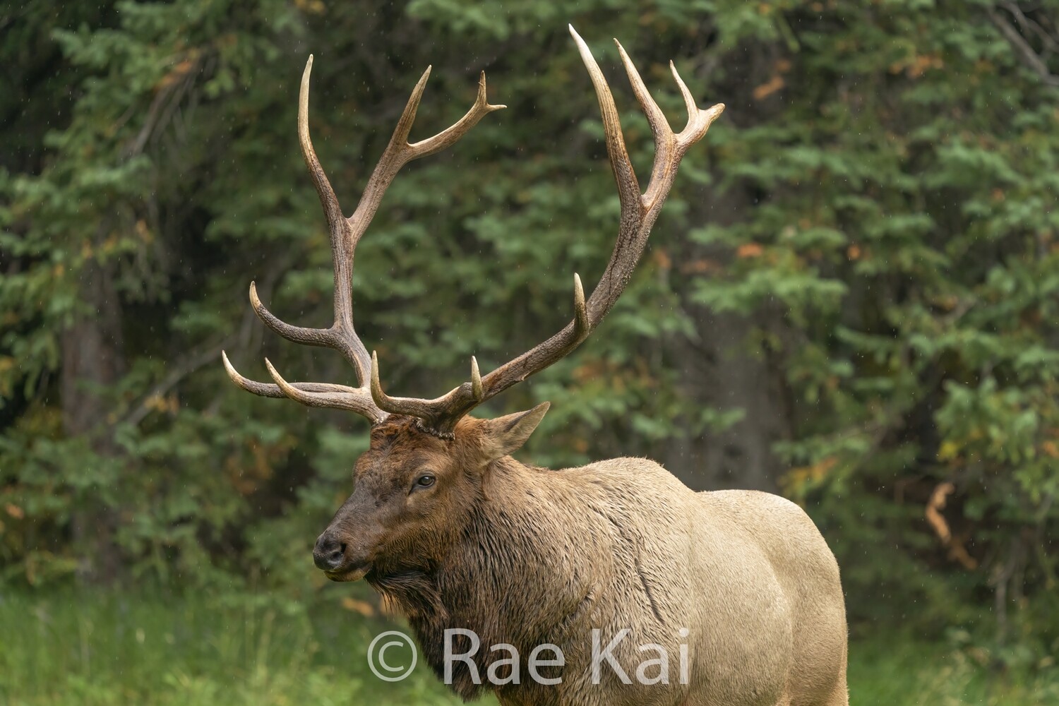 Forest Head Shot-Traditional Photo
