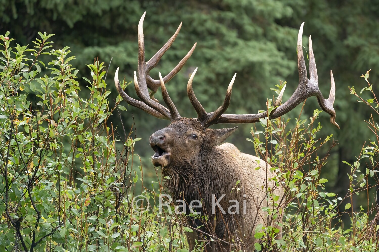 Brush Bugle-Traditional Photo