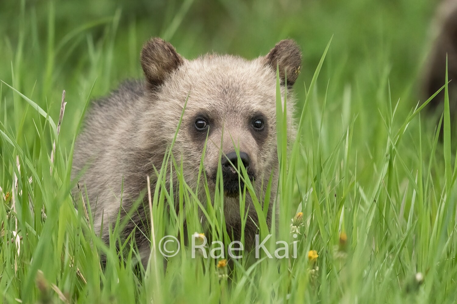 Grass Eyes-Traditional Photo