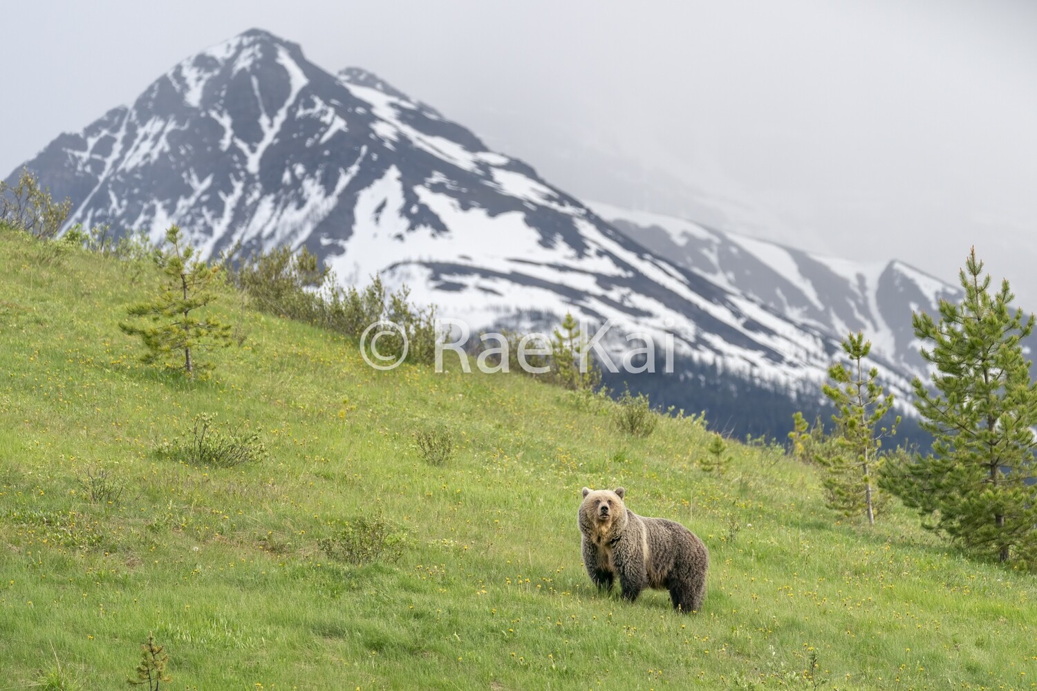Grizzly Mountain Pose-Traditional Photo