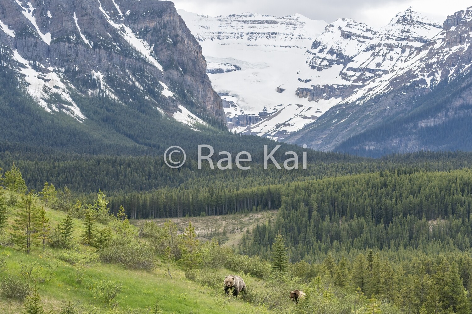 Glacier Family-Traditional Photo