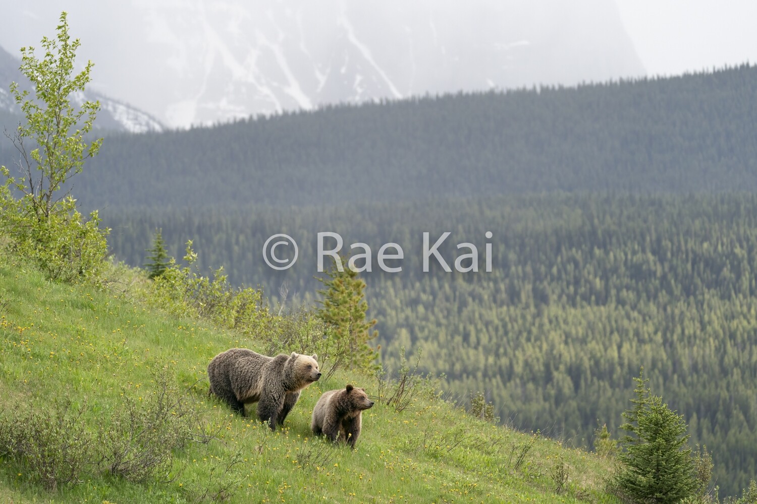 Ridge Views-Traditional Photo