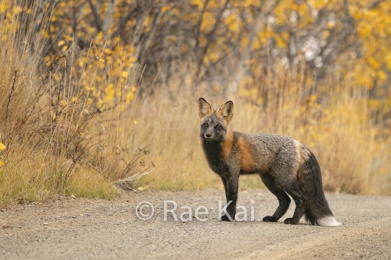 Fall Cross Fox-Traditional Photo