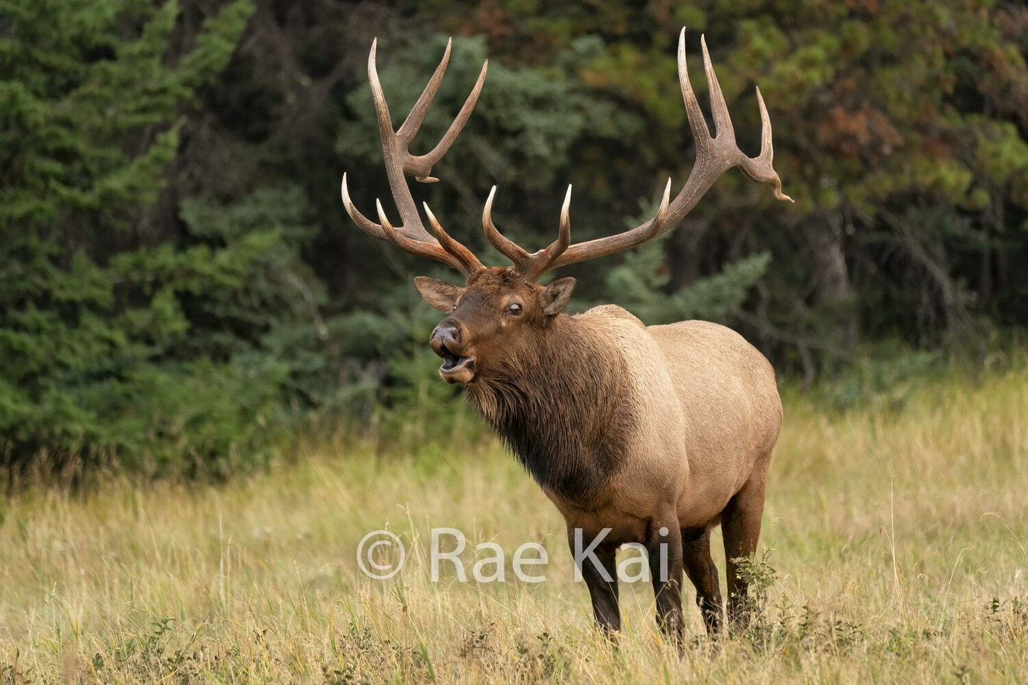Beautiful Bugle-Traditional Photo