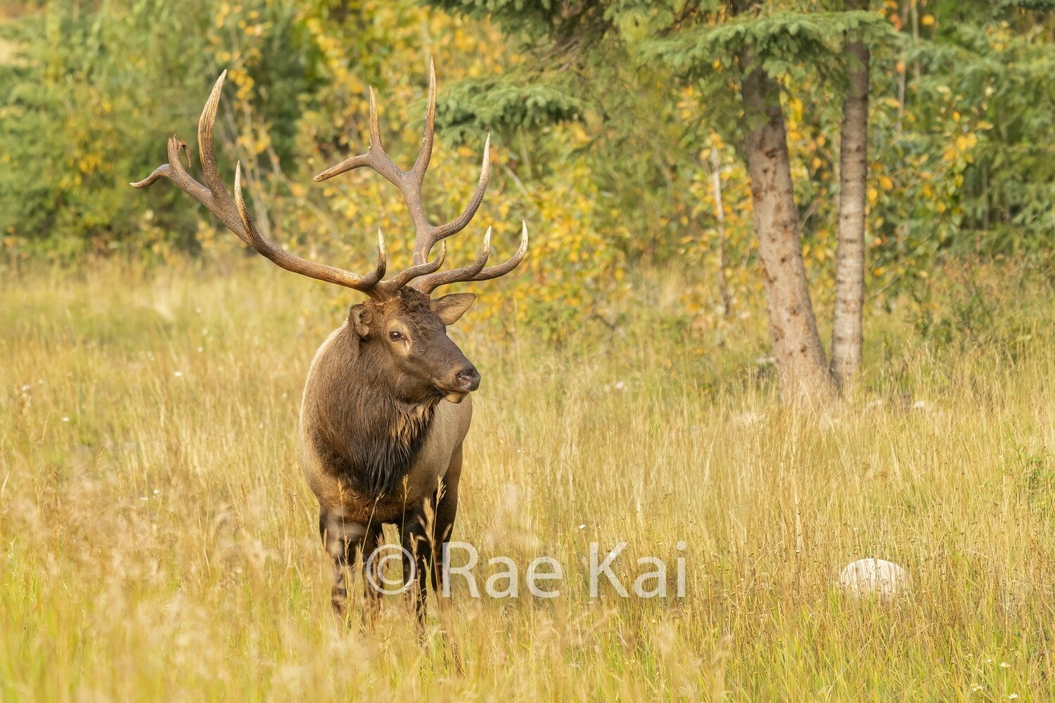 Fall Meadow-Traditional Photo