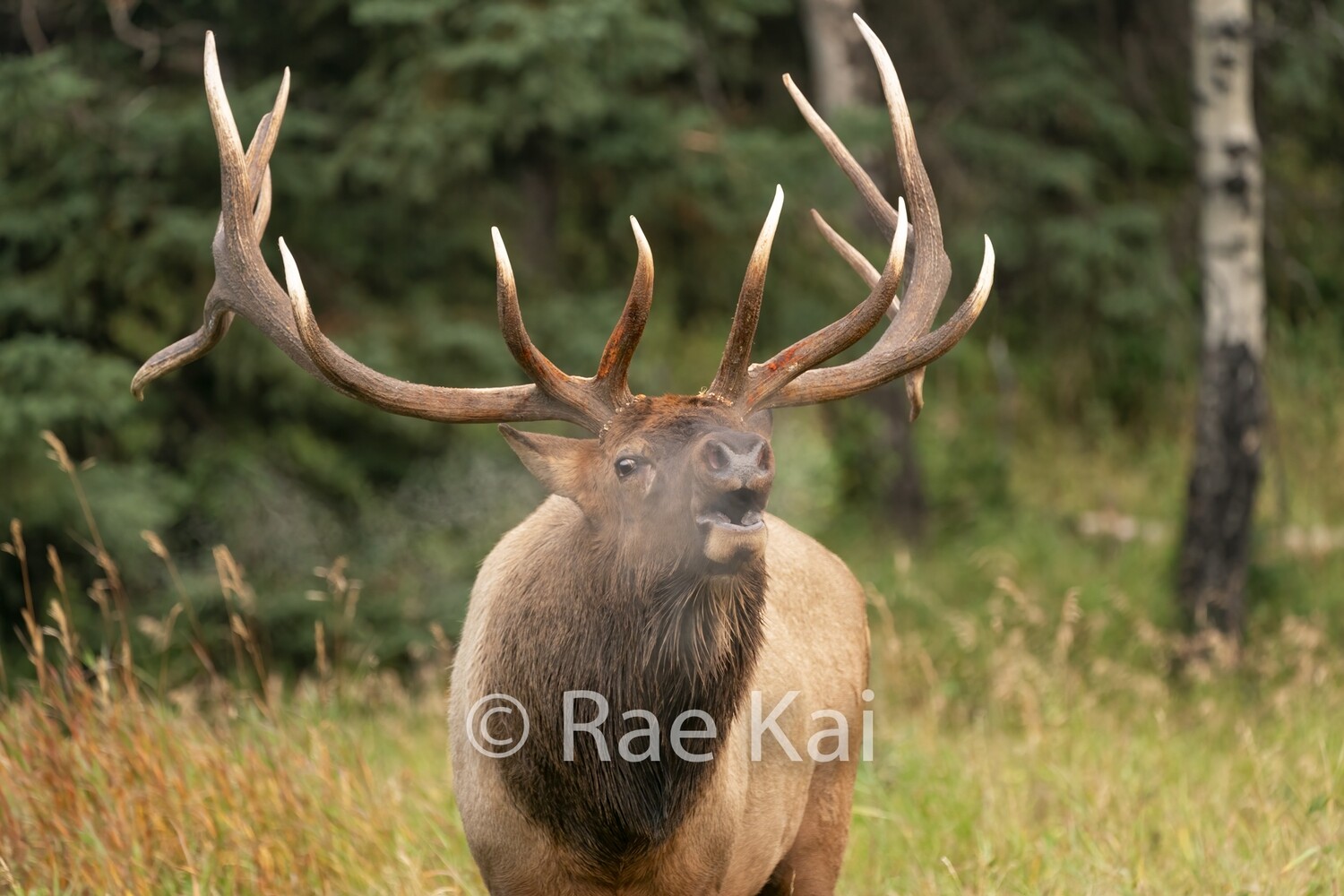 Breath Bugle-Traditional Photo