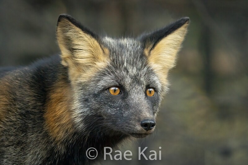 Deep Look-Traditional Photo