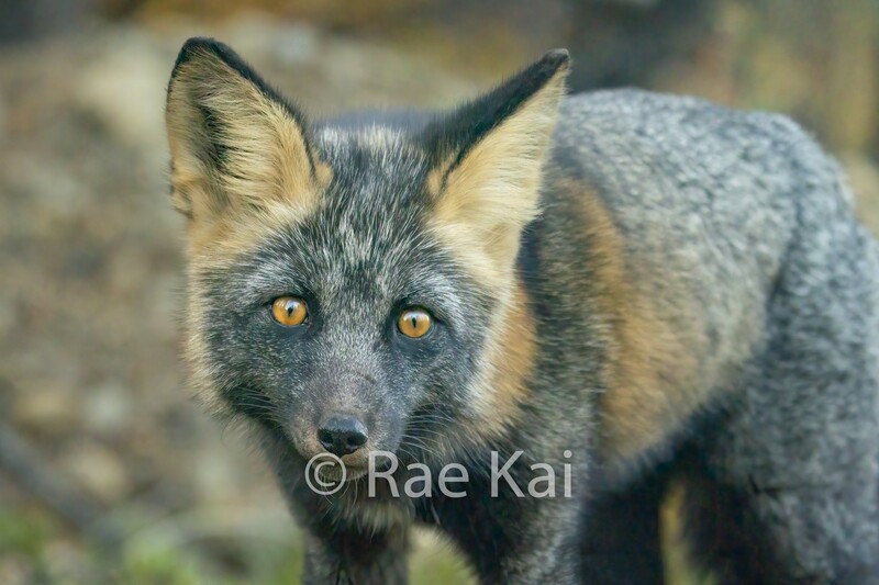 Sweet Fox-Traditional Photo