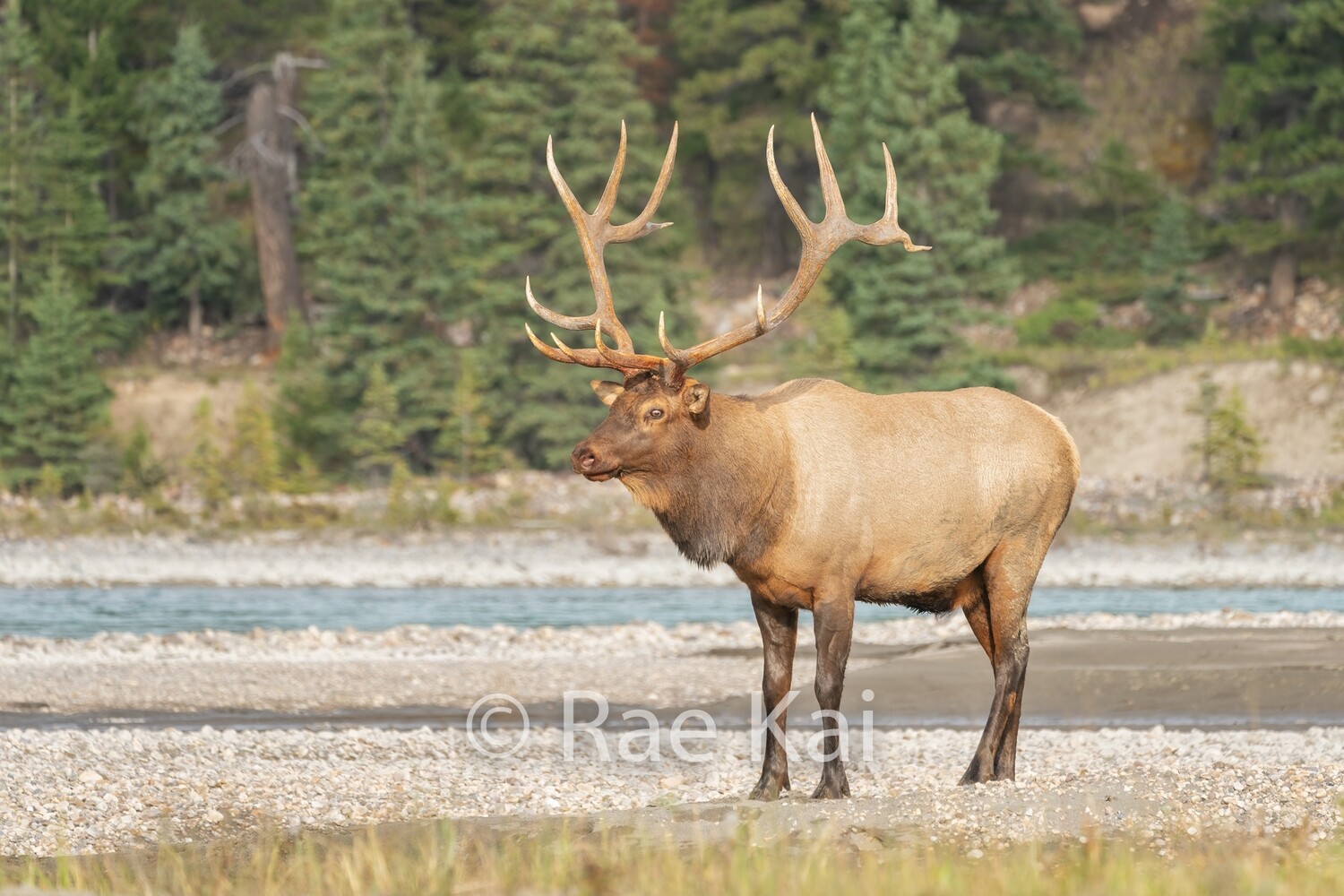 River Watch-Traditional Photo
