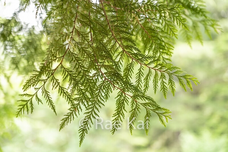 Sprawling Cedar-Traditional Photo
