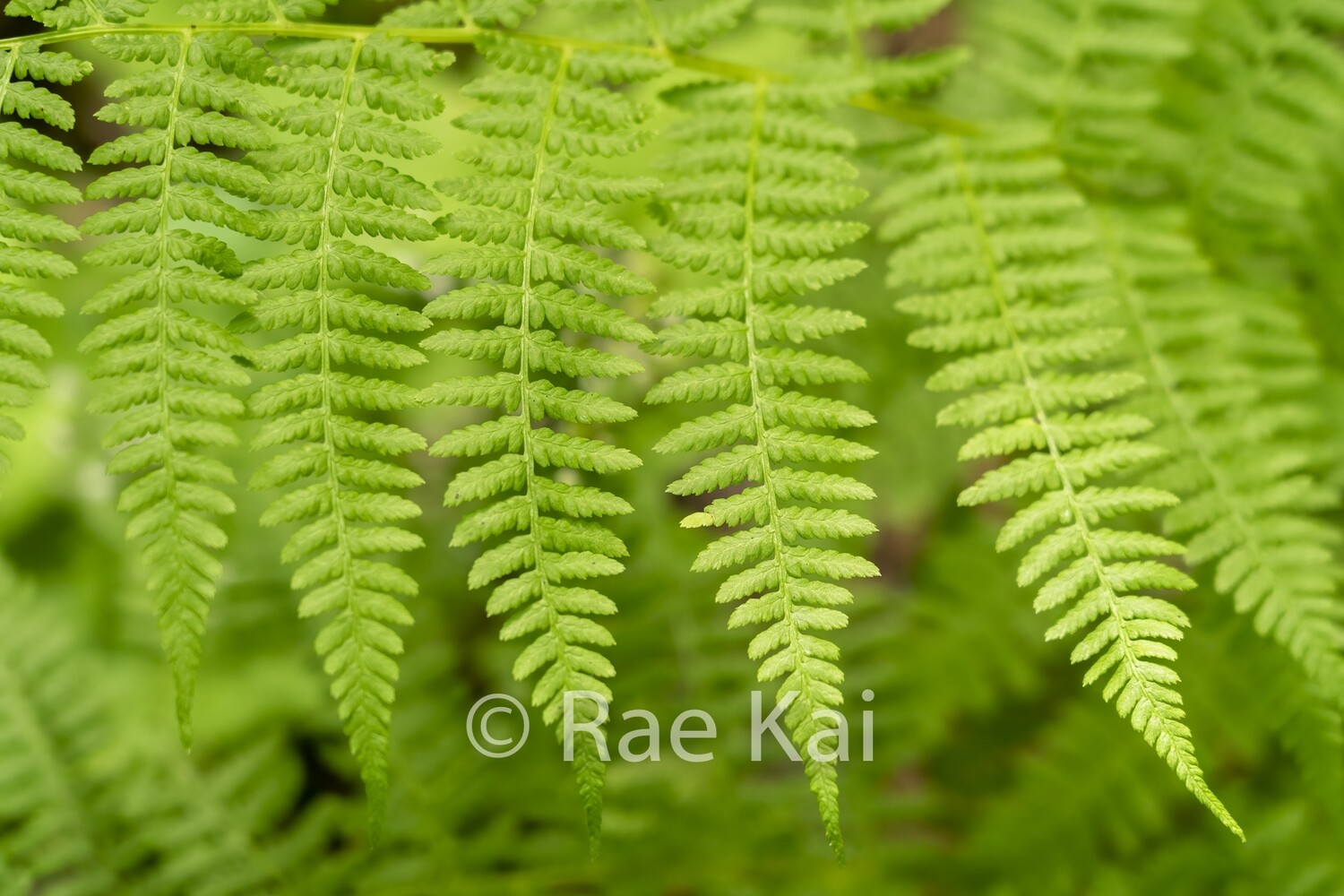 Lady Fern-Traditional Photo