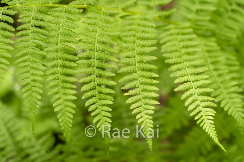Lady Fern-Traditional Photo