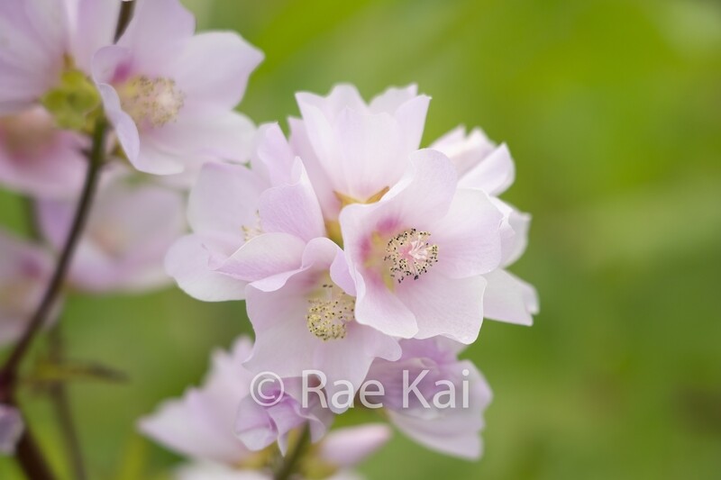 Wild Rhododendron Closeup-Traditional Photo
