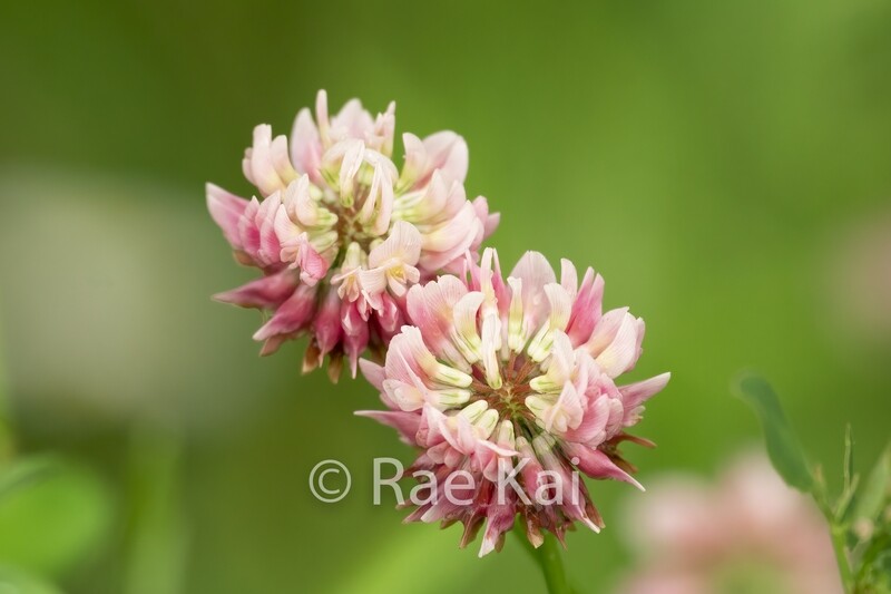 Whitetip Clovers-Traditional Photo