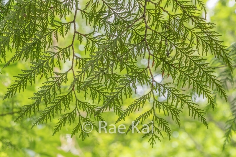 Cedar Display-Traditional Photo