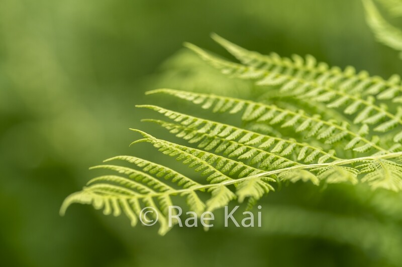 Flowing Fern-Traditional Photo