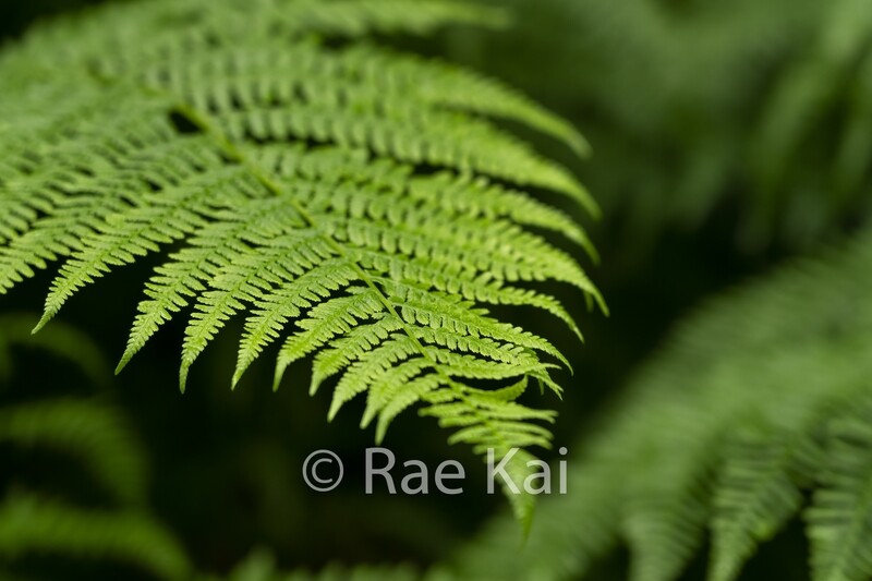 Fern Closeup-Traditional Photo