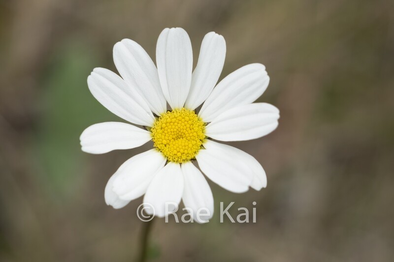 Oxeye Daisy-Traditional Photo