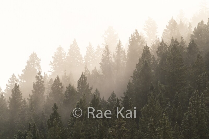 Misty Forest-Traditional Photo
