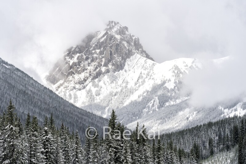 Winter&#39;s Beauty-Traditional Photo