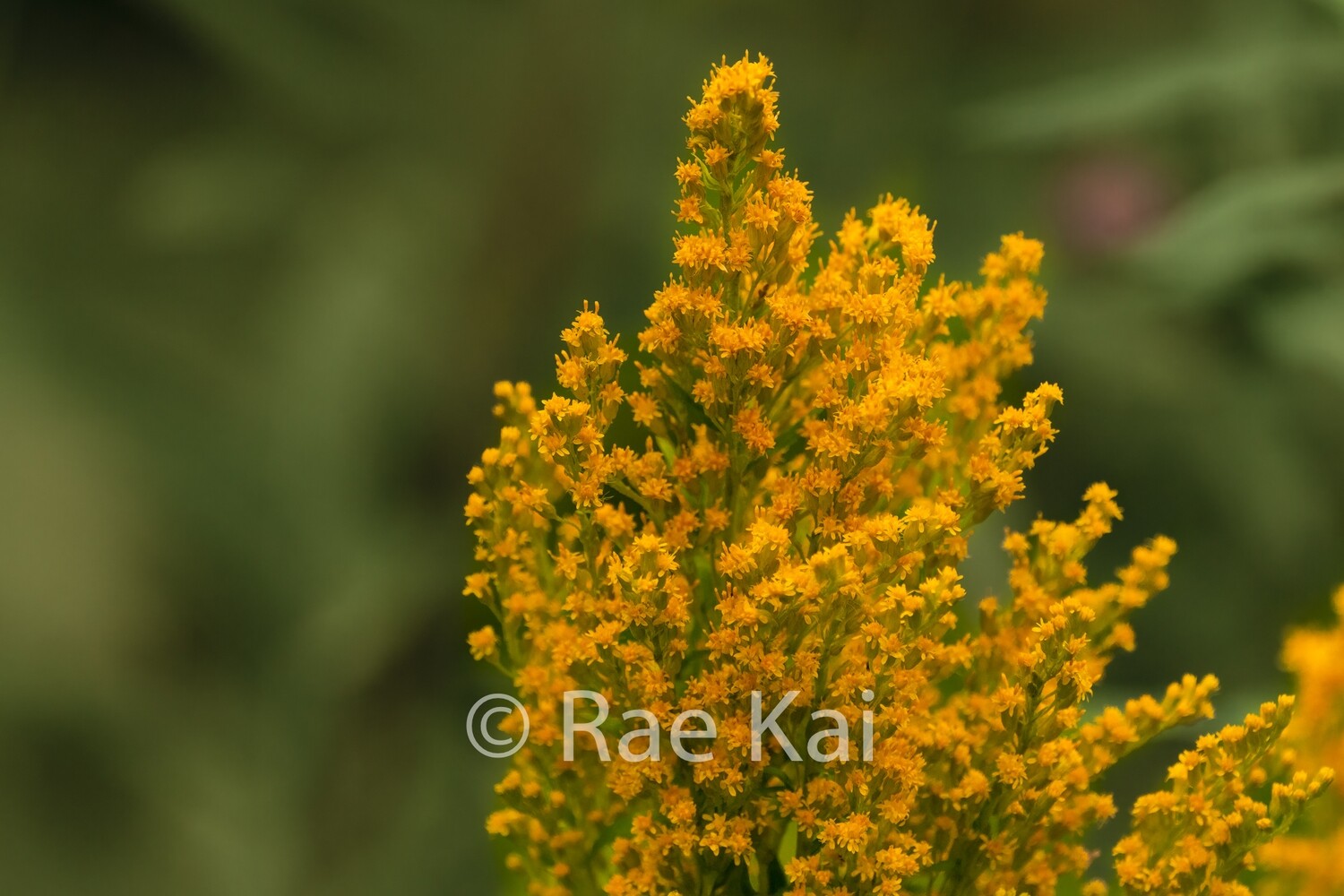 Golden Rod-Traditional Photo