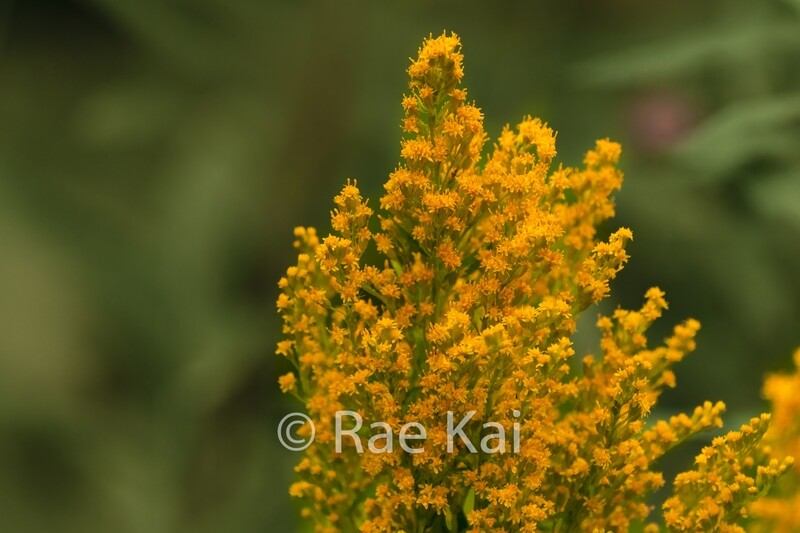 Golden Rod-Traditional Photo