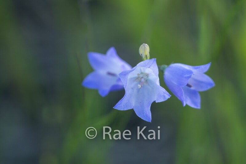 Blue Bells Closeup-Traditional Photo