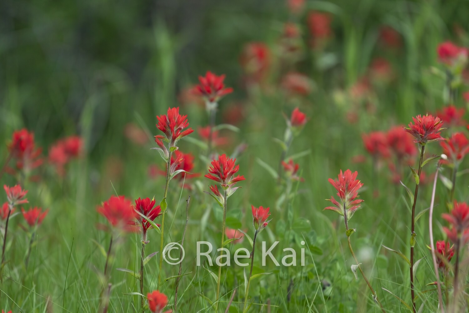 Indian Paintbrush Field-Traditional Photo