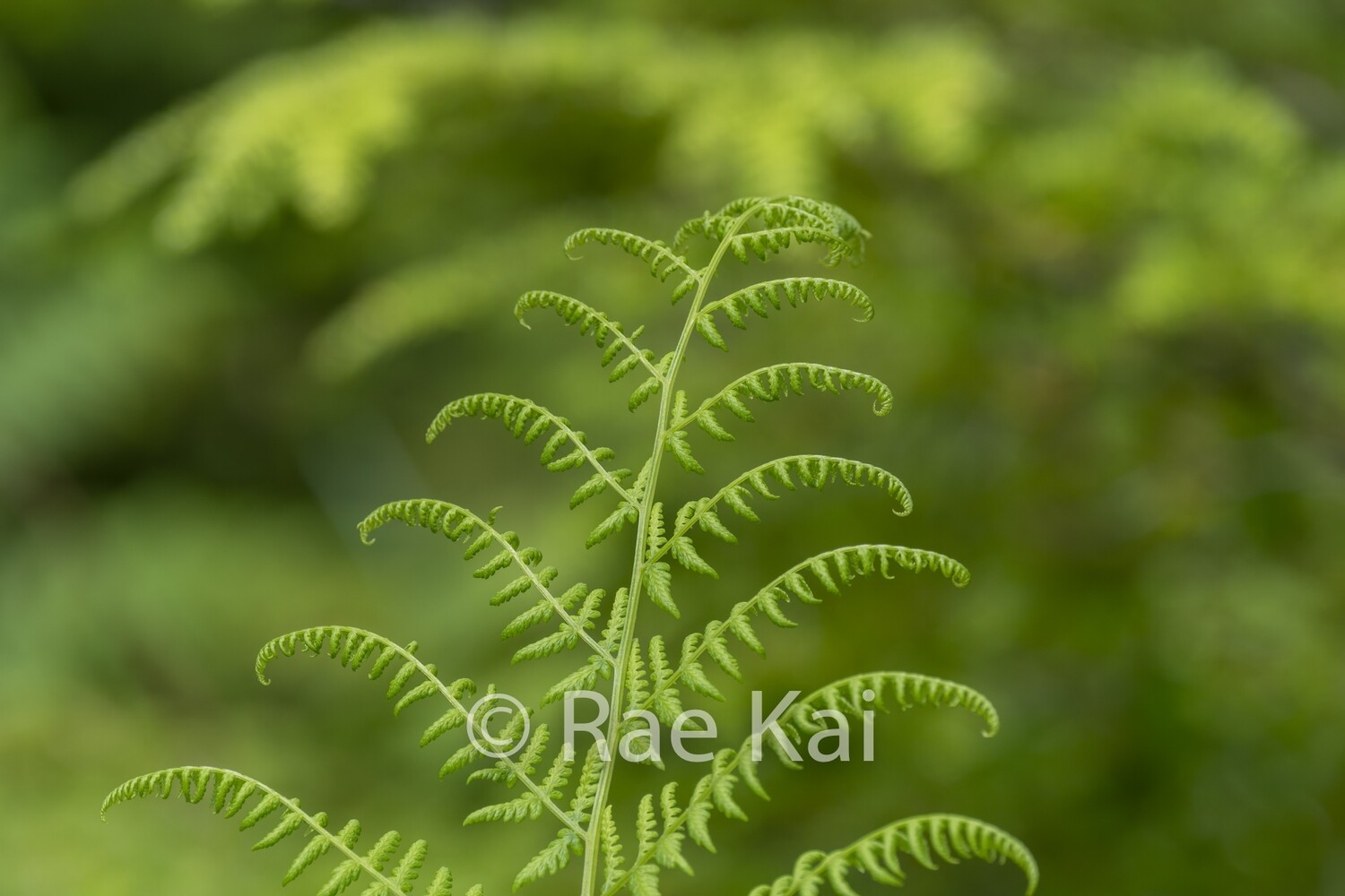 Fern Twirls-Traditional Photo