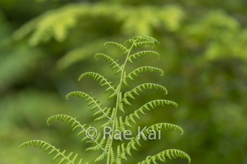 Fern Twirls-Traditional Photo