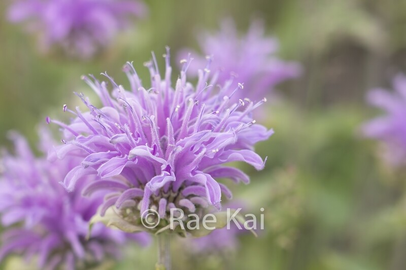 Wild Bergamot-Traditional Photo