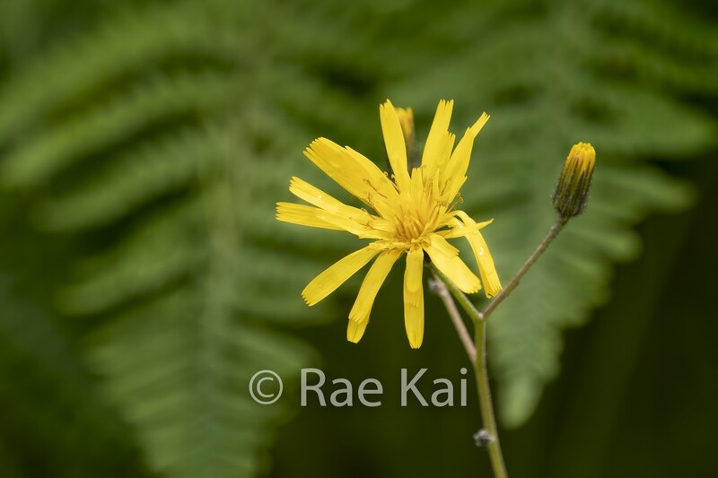Yellow Chicory-Traditional Photo