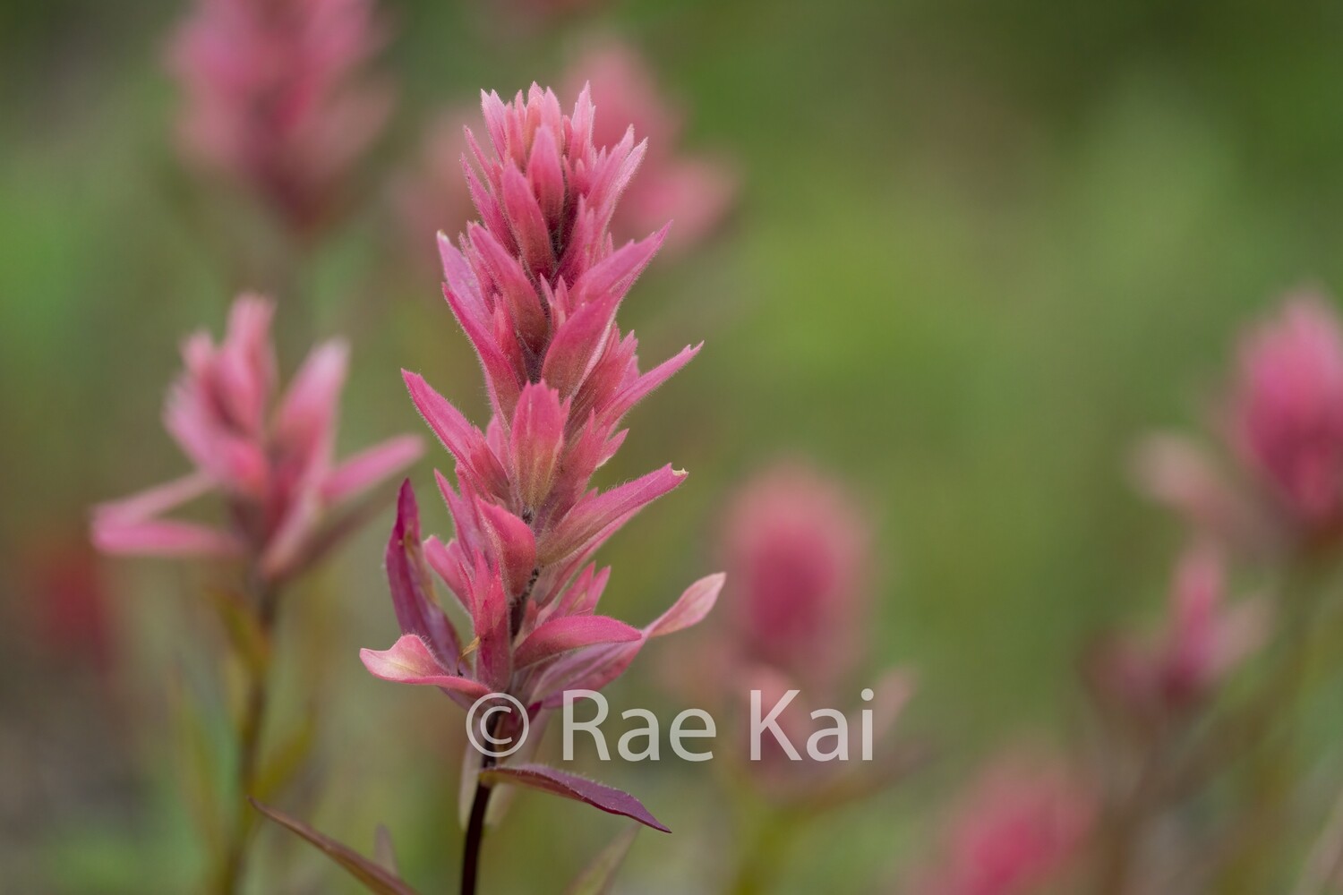 Indian Paintbrush Closeup-Traditional Photo