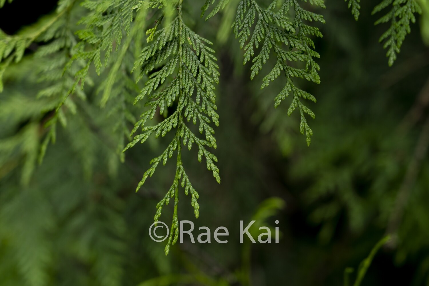 Cedar Tips-Traditional Photo