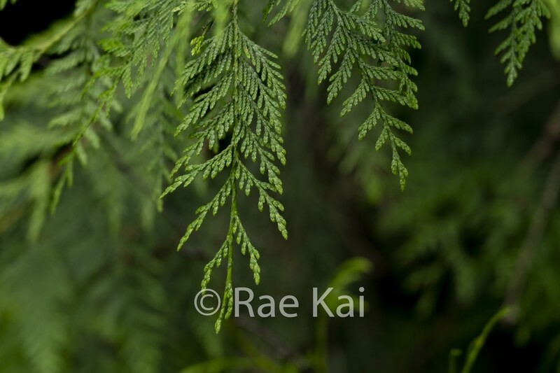 Cedar Tips-Traditional Photo