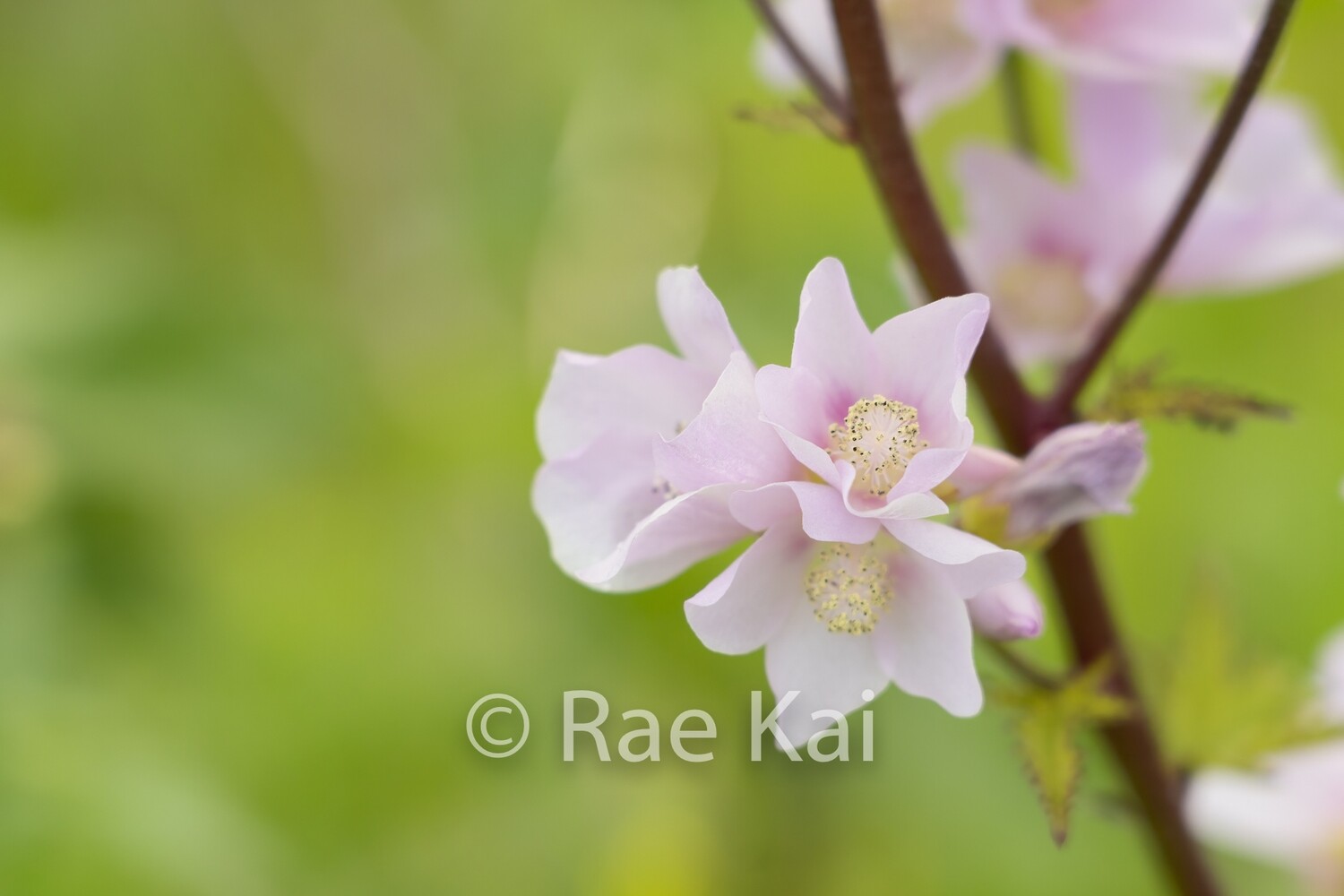 Wild Rhododendron Branch-Traditional Photo