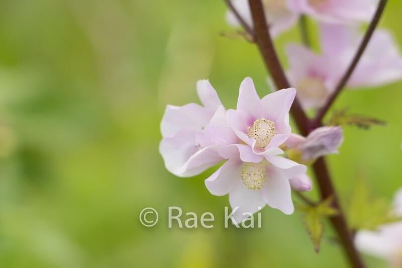 Wild Rhododendron Branch-Traditional Photo