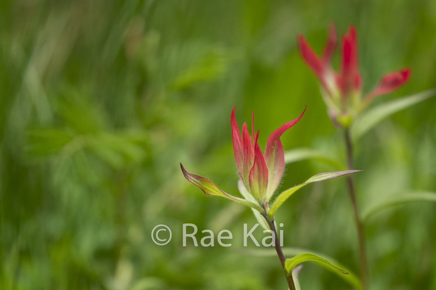 Indian Paintbrush-Traditional Photo