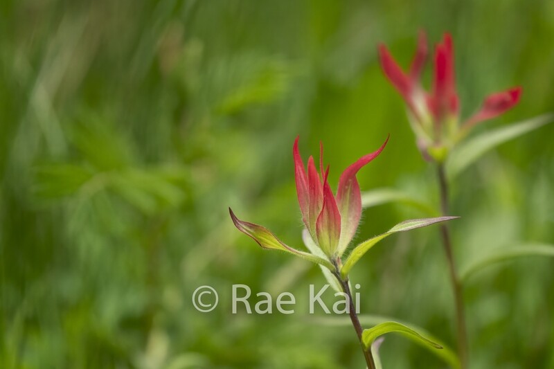 Indian Paintbrush-Traditional Photo