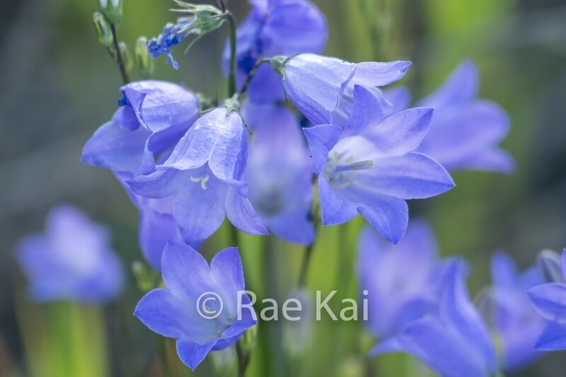 Blue Bells Bunch-Traditional Photo